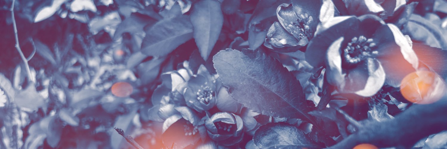 FransisScott's profile banner image