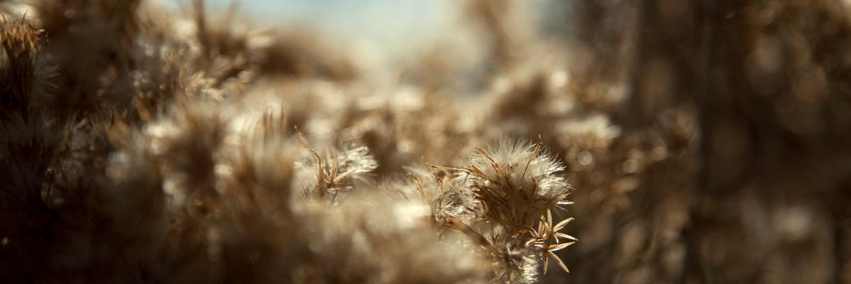 aitana molina banner