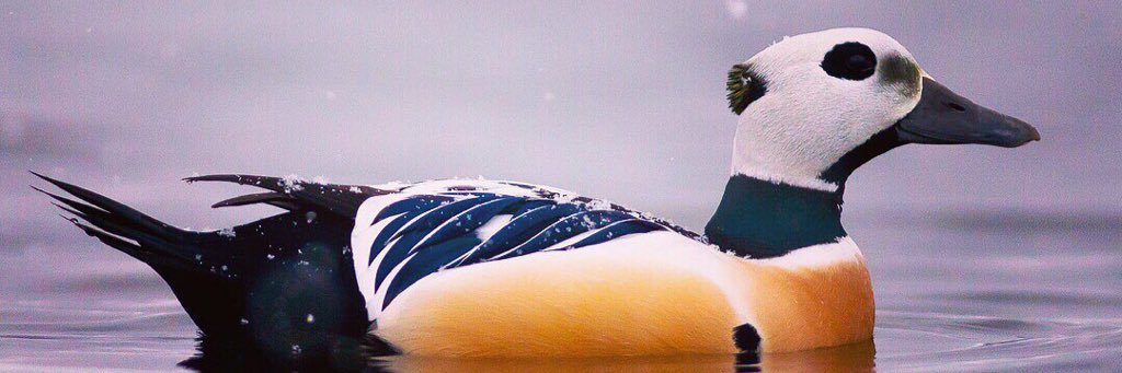 Varanger / Finnmark bird news banner