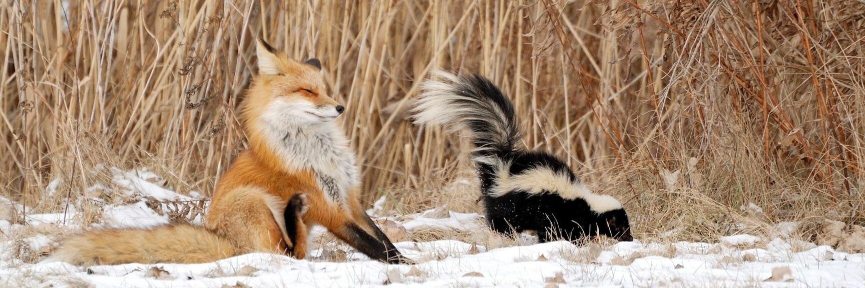 SkunkShampoo's profile banner image
