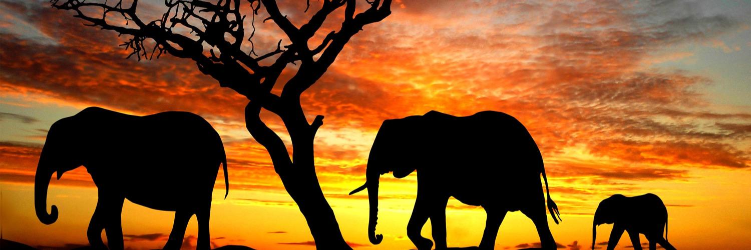belenchis's profile banner image