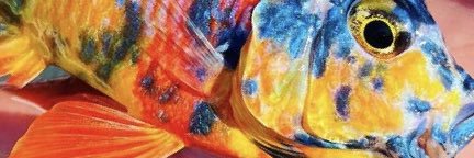 JEFFNICKELL_'s profile banner image