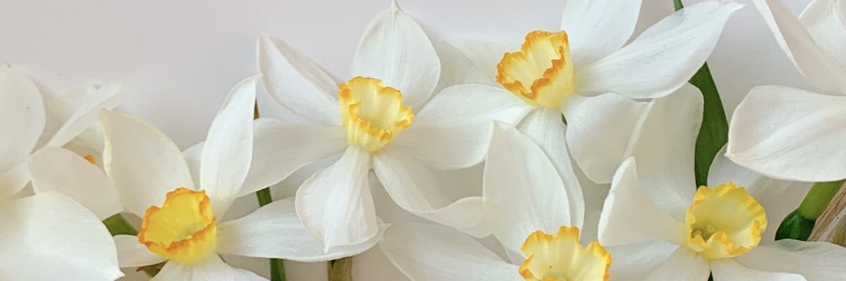 Kevser_Evsen's profile banner image