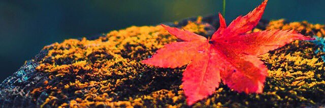watiqa's profile banner image