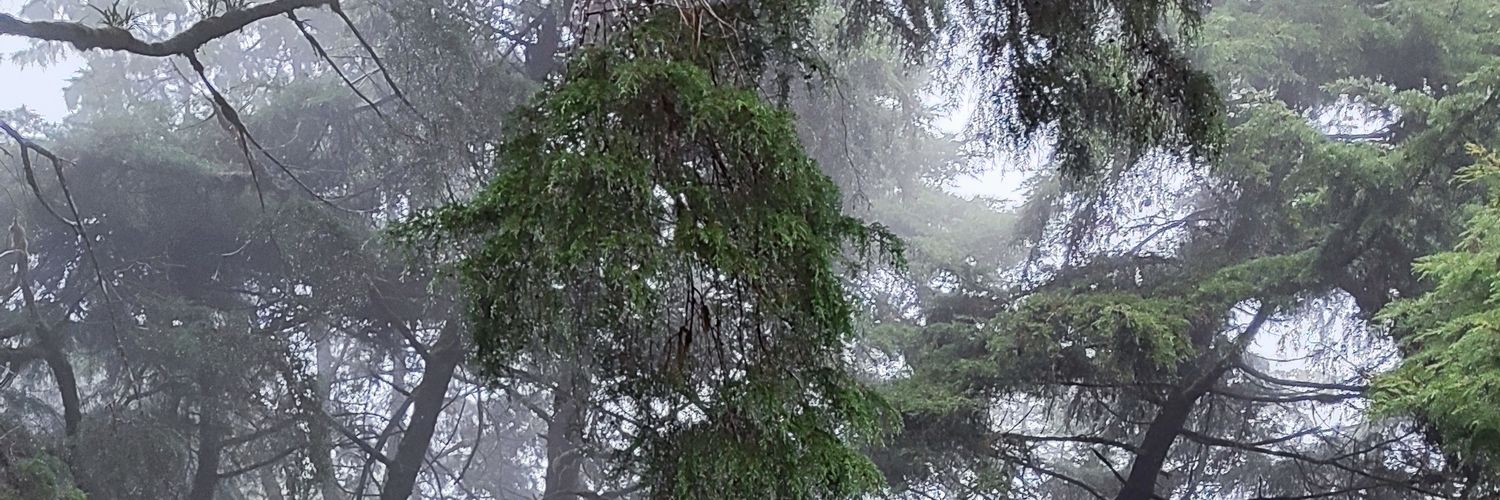 😵‍💫fafaa banner