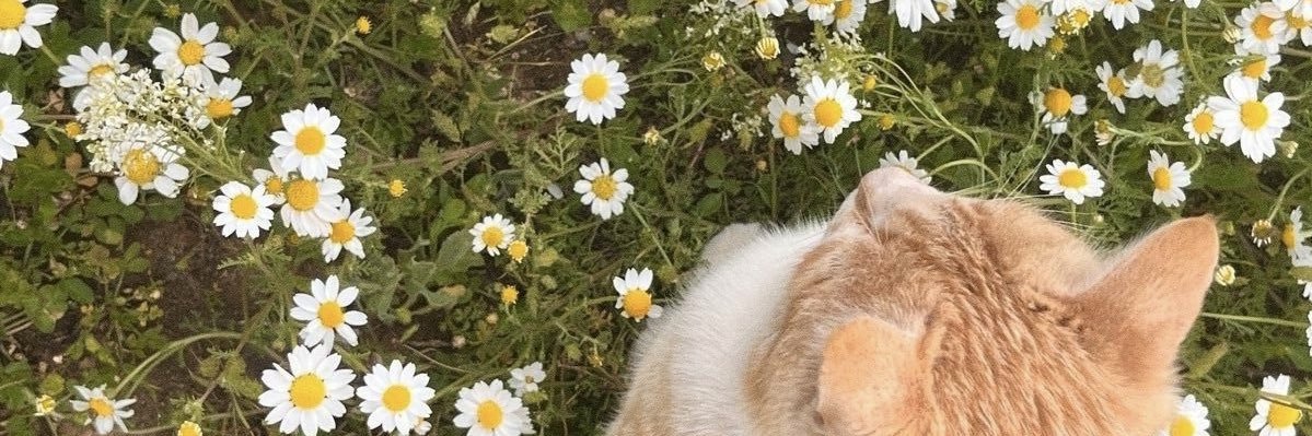 glaasesse's profile banner image