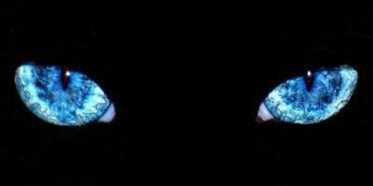 puucharoo's profile banner image