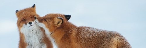 arvidstromberg's profile banner image