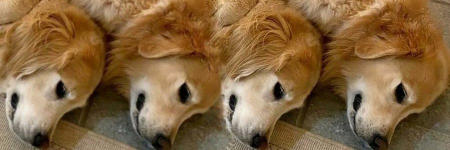 thats_dom's profile banner image