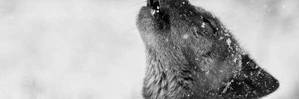 GHuskic Profile Banner