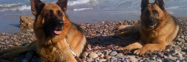 ritoau Profile Banner