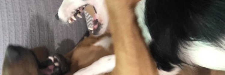BooBearsOrgasms's profile banner image
