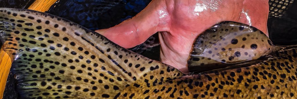 QuinteFishGuide's profile banner image