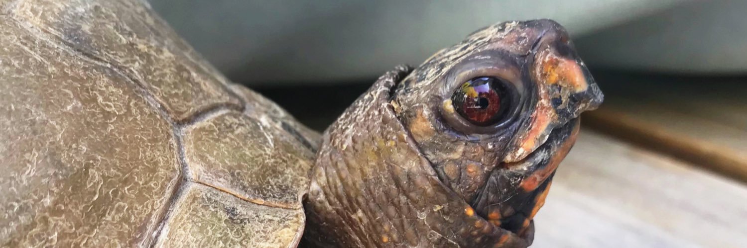 kokotheturtle's profile banner image