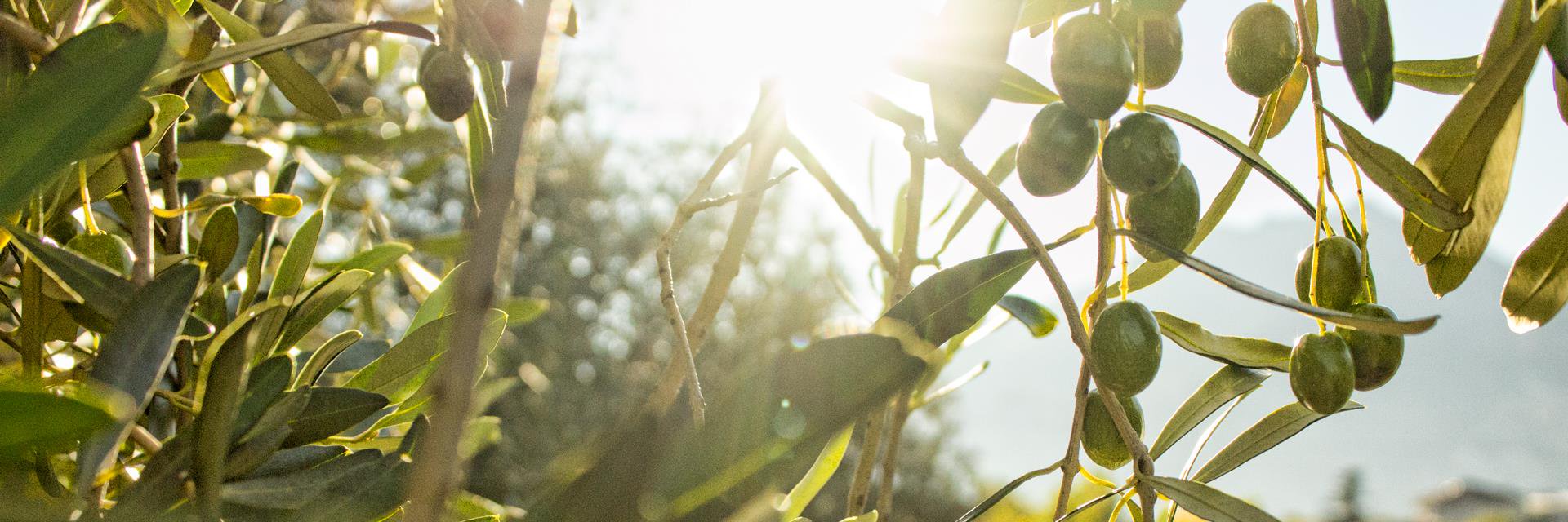 clevanbonora's profile banner image