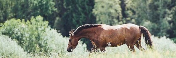 almut955 Profile Banner