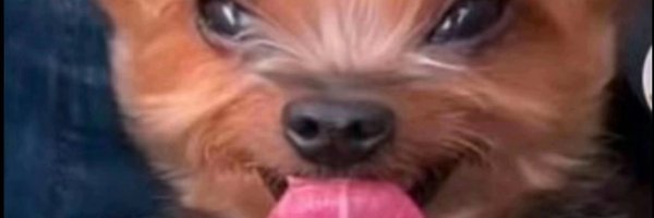 niccii_s Profile Banner