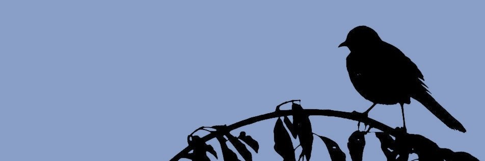 B seeing U ! banner