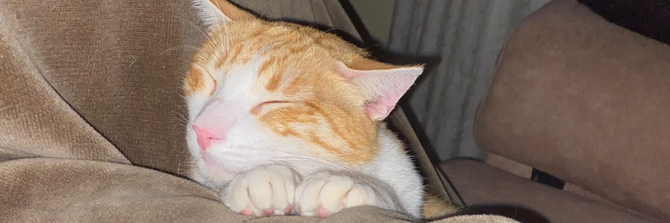 MariaOrtigosa_'s profile banner image