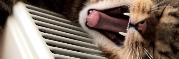 🌸 banner