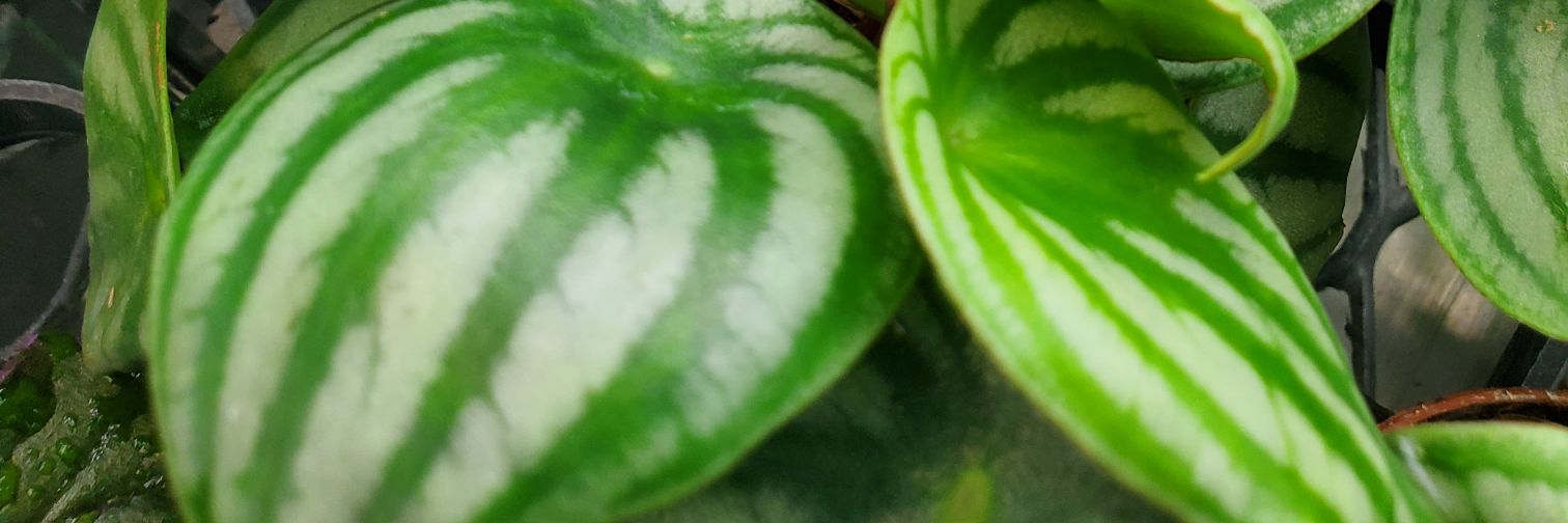 Reading, Gardening. Surviving banner