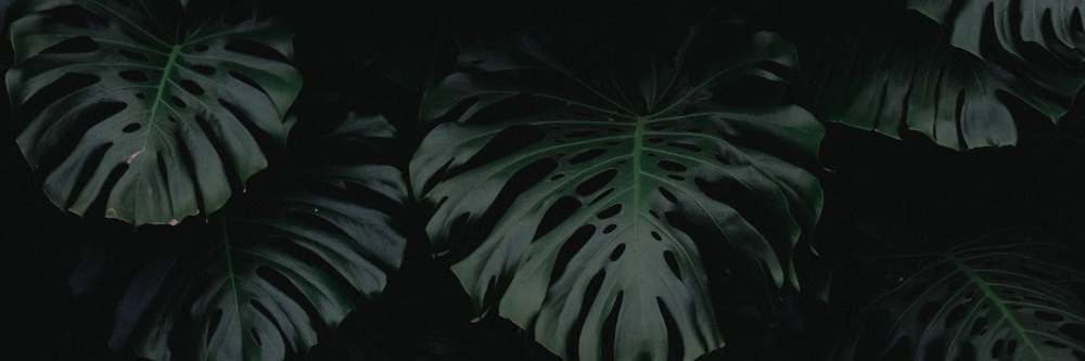 autonomuz's profile banner image