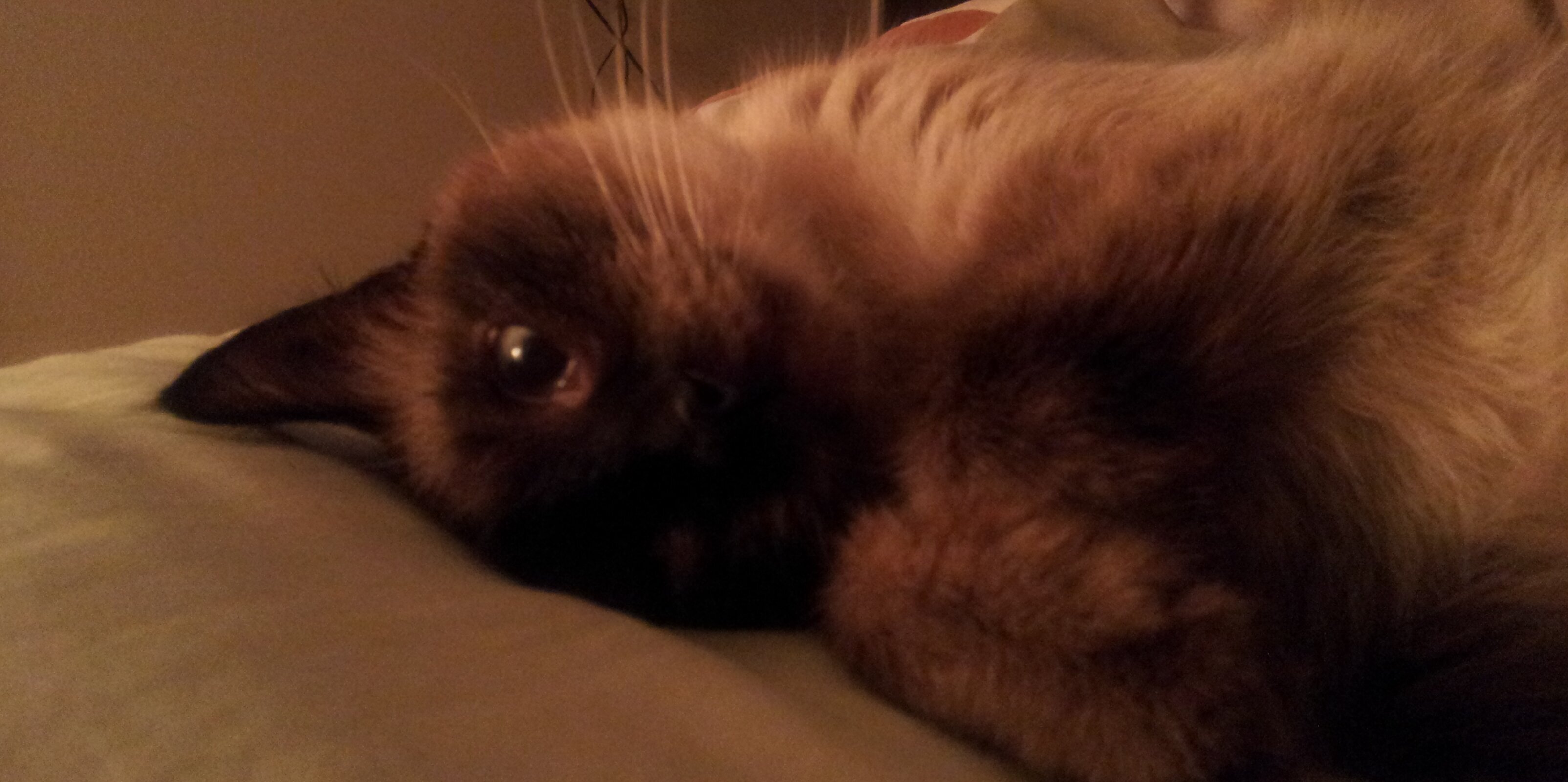 HappyKitty13's profile banner image