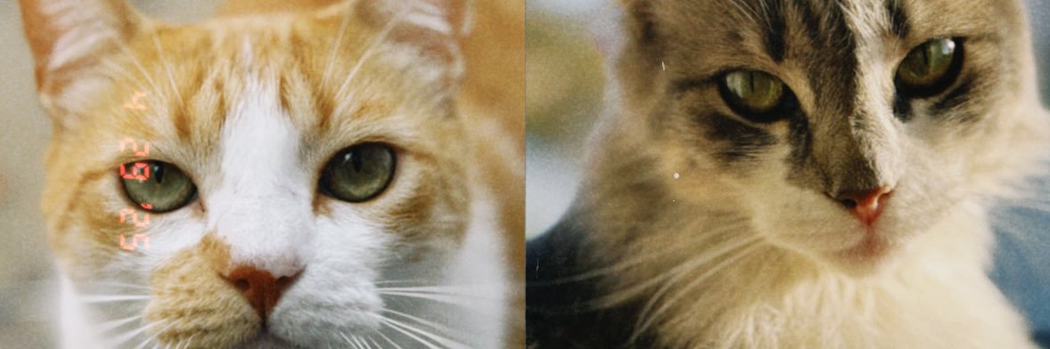 sofi3f3's profile banner image
