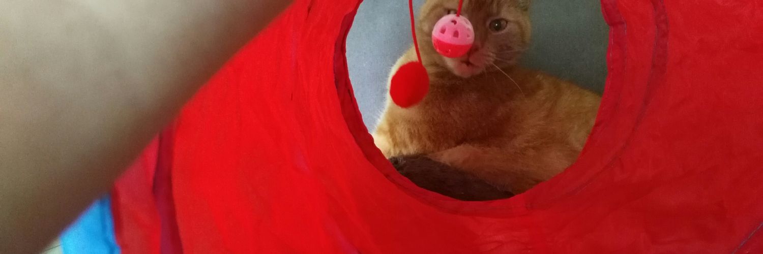 TinusKat's profile banner image
