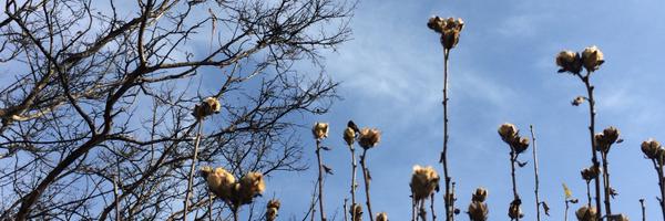 starcloud25 Profile Banner