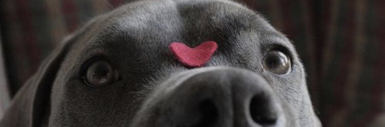 dmeerstein's profile banner image
