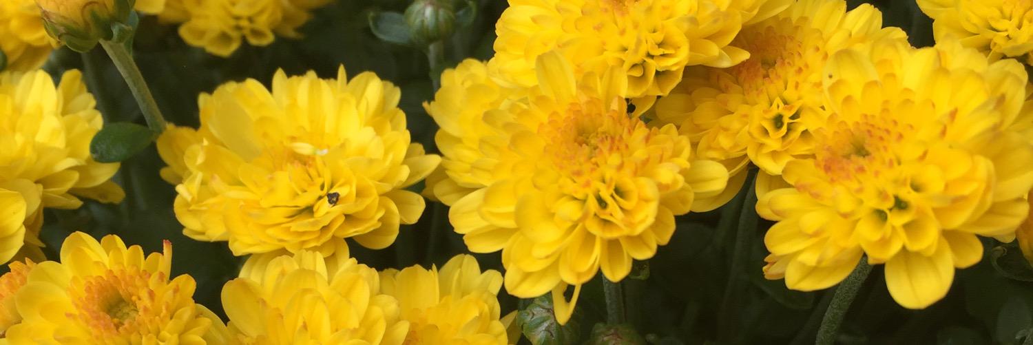 SarahGrady5's profile banner image