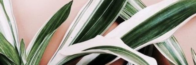 SoQuejillaver's profile banner image