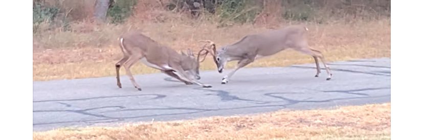 Mike Anderson banner