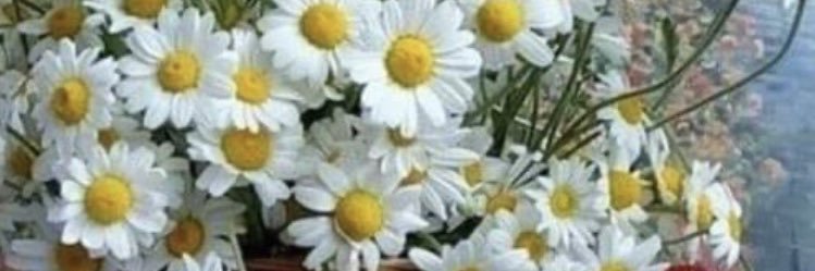 VIvoner's profile banner image