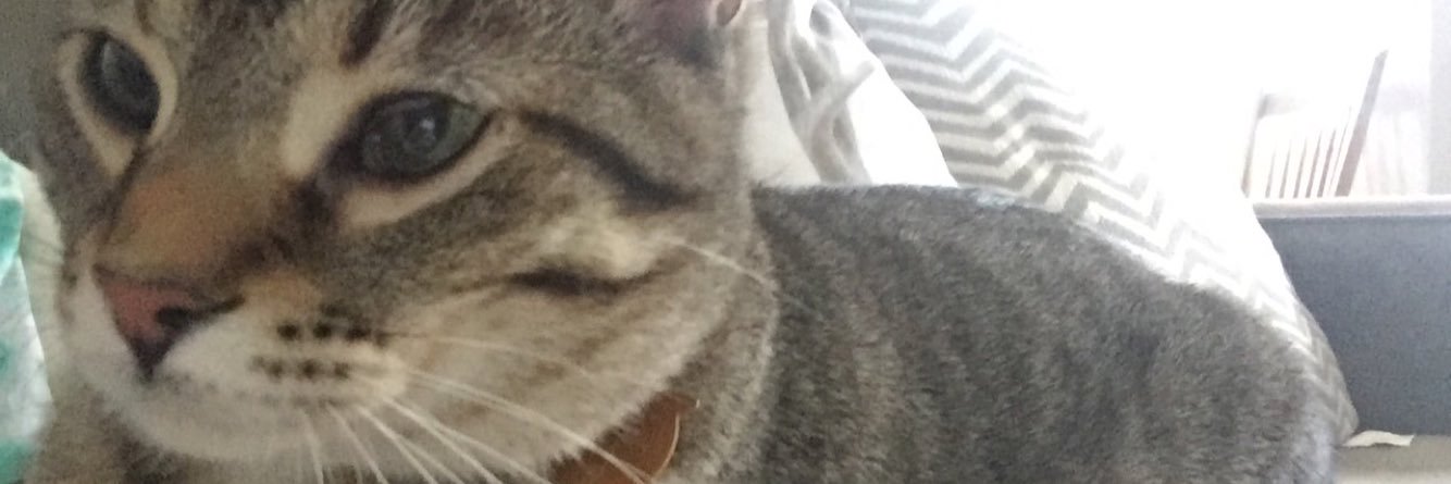 maddiescott44's profile banner image