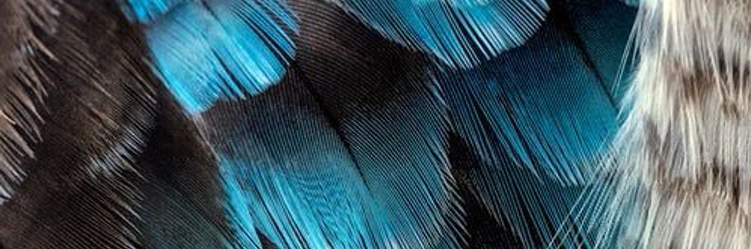 Diane_Barrette's profile banner image