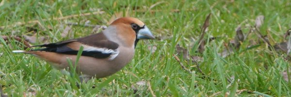 Warksbirdobs Profile Banner