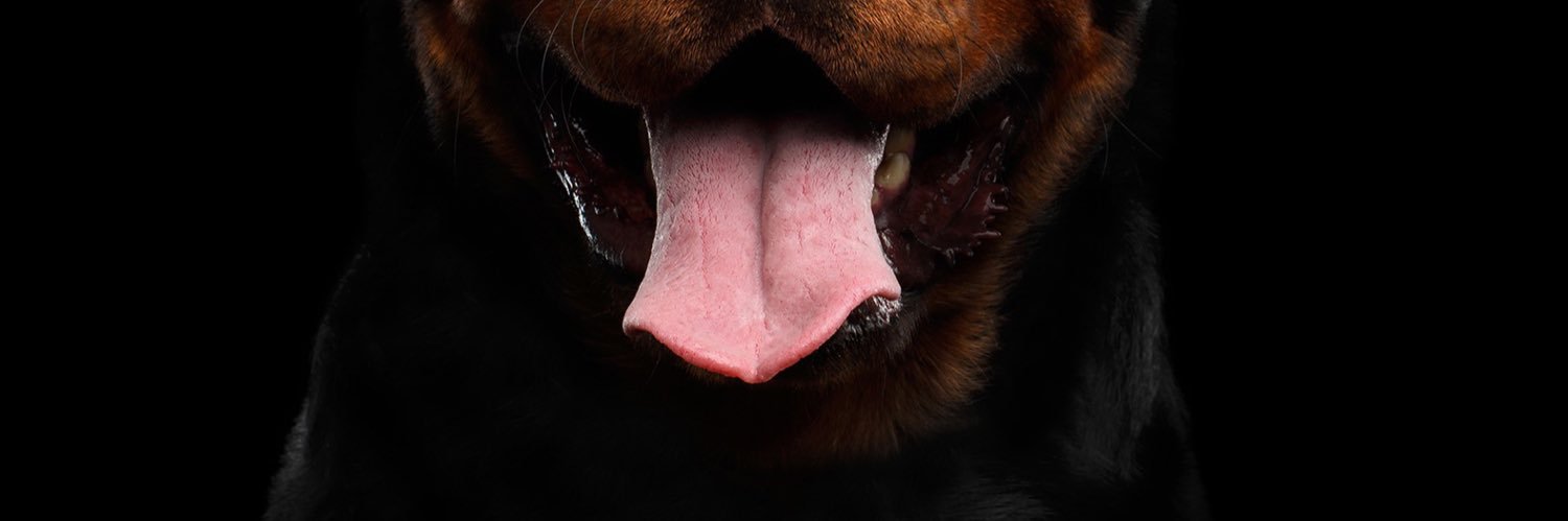 anjasay's profile banner image