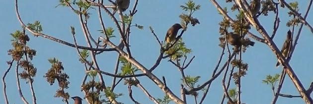 Denton Bird watcher banner
