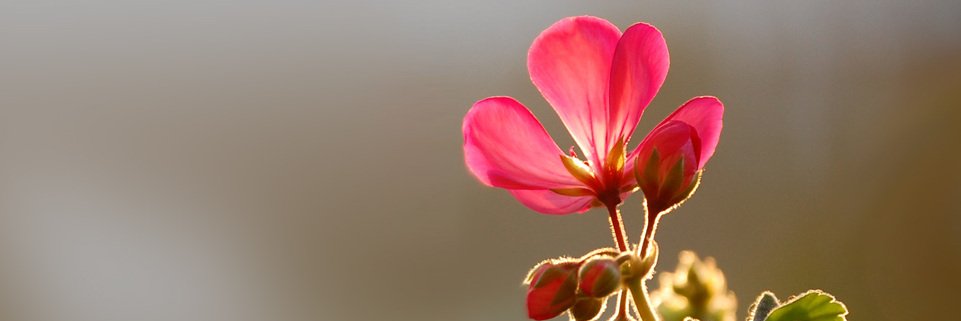 HARDIK RAVAL banner