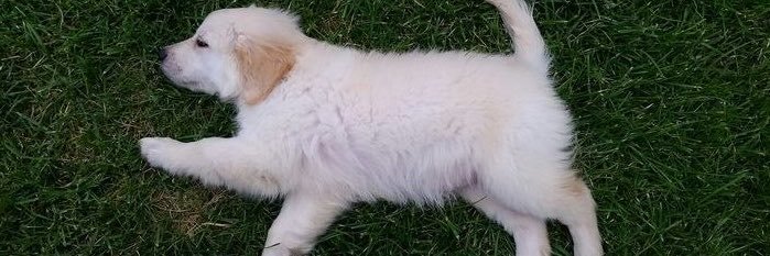 hermyallen's profile banner image