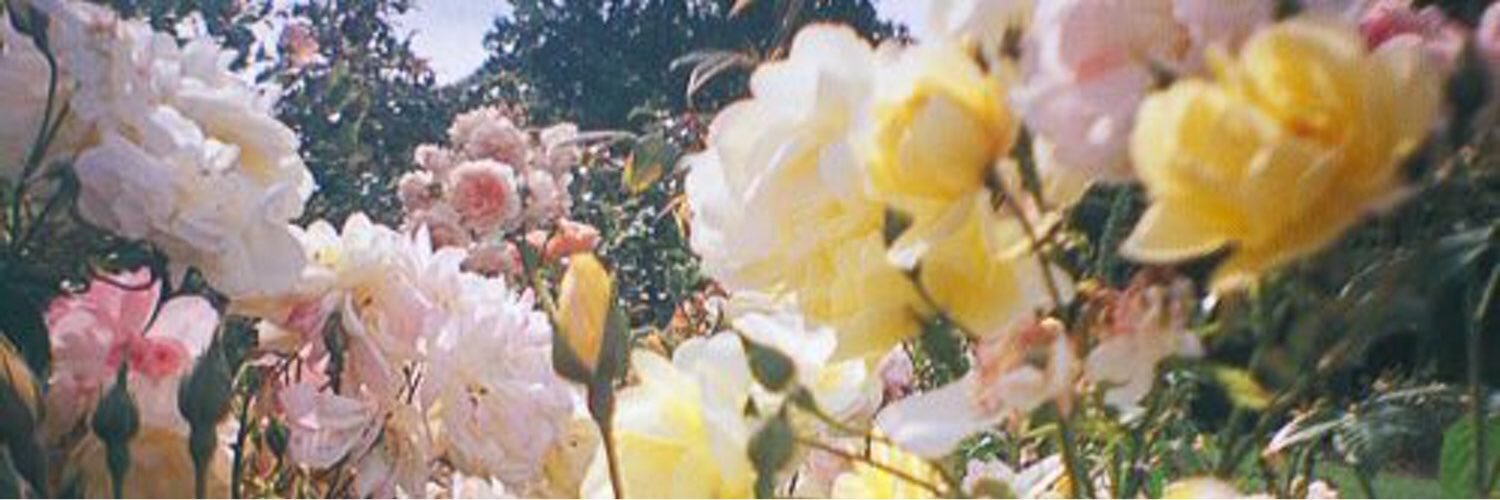 Rajaa_z's profile banner image