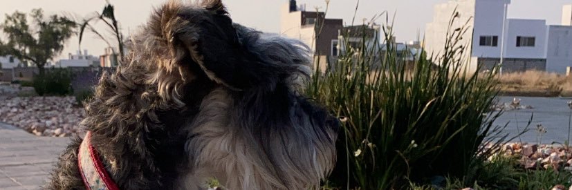elisadehesa's profile banner image