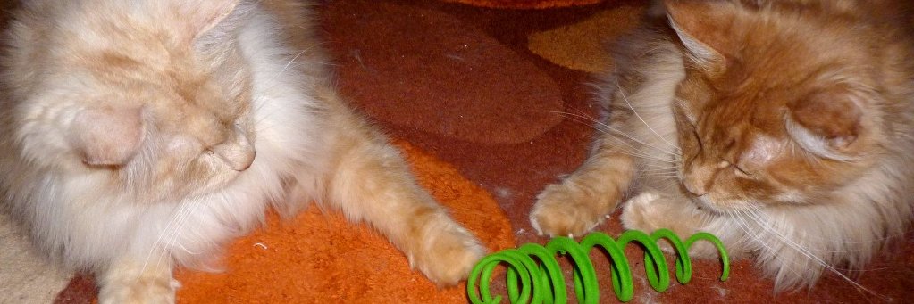 One Wheel, No Brain banner