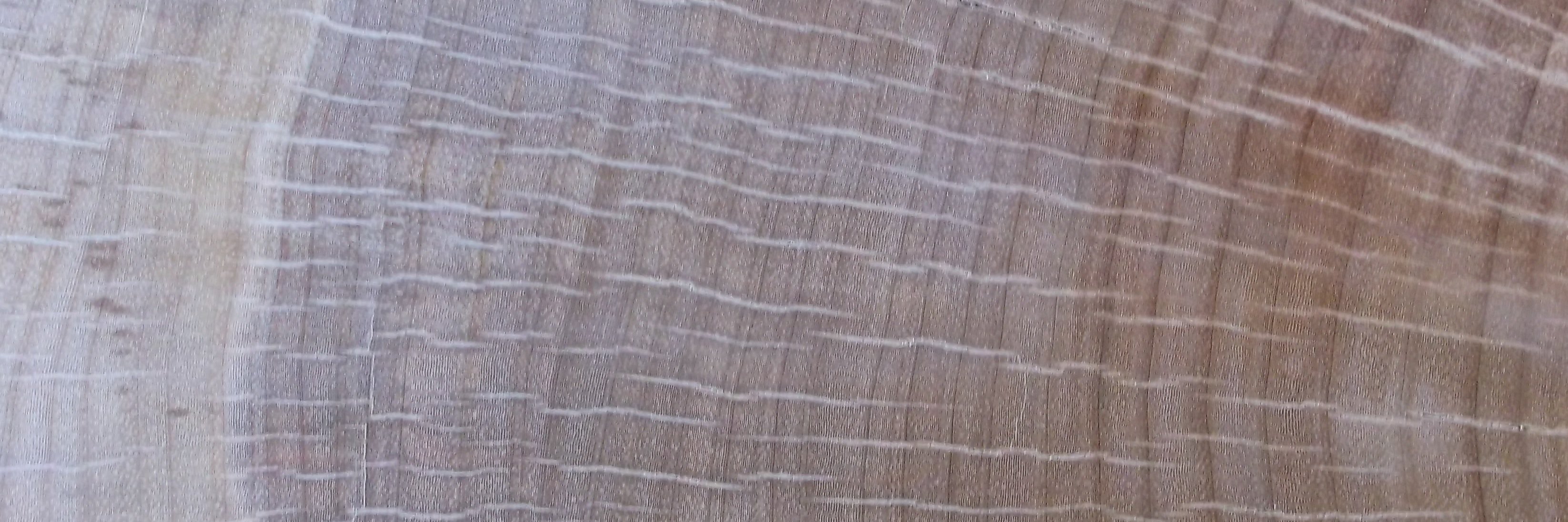 encephalization's profile banner image