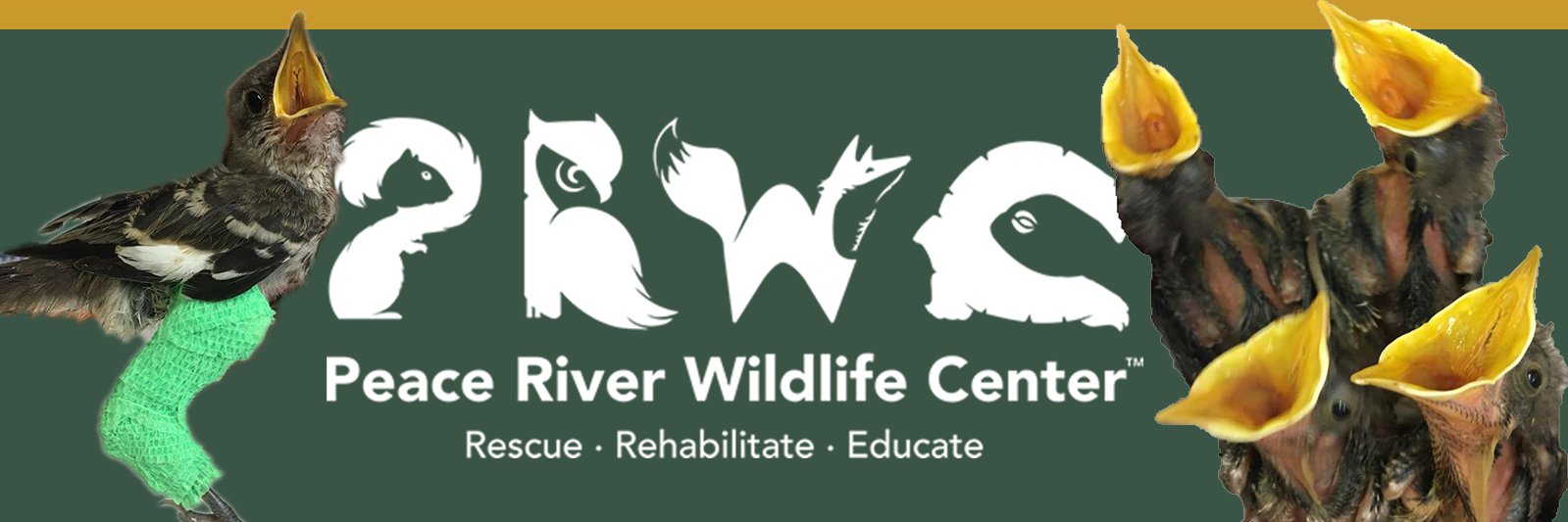 PRWILDLIFE's profile banner image