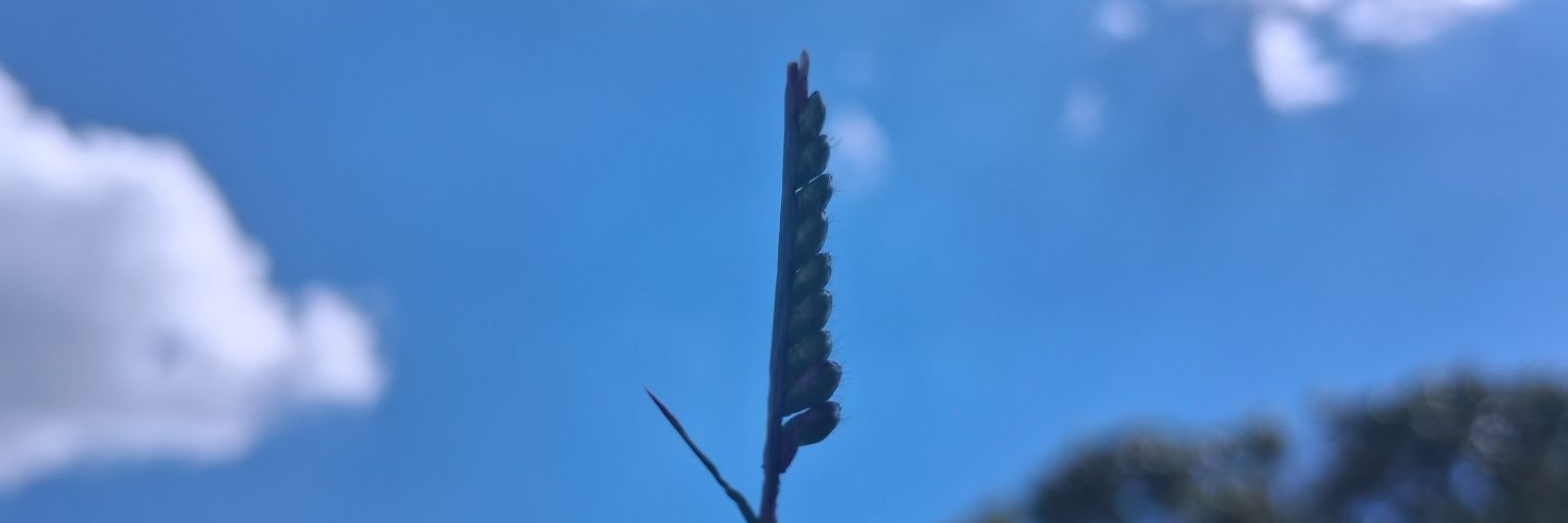 patiucia's profile banner image