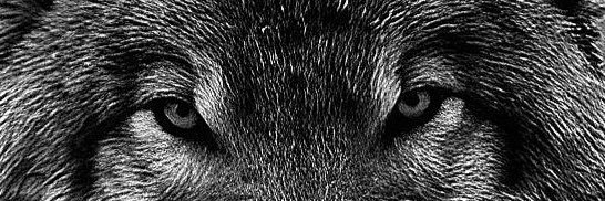 Lotuburuk| banner