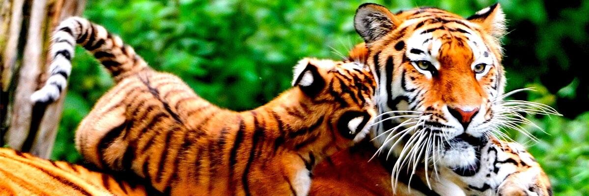 muthonipc's profile banner image